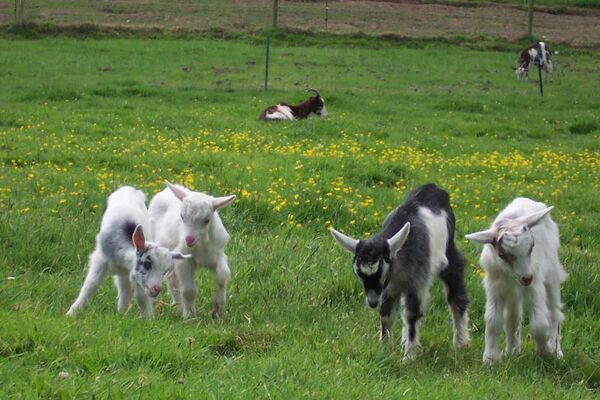Ferme des Plomarc'h