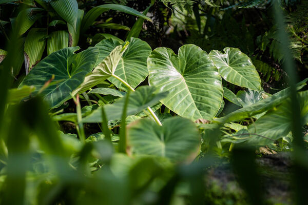 Jardin du Conservatoire botanique national de Brest