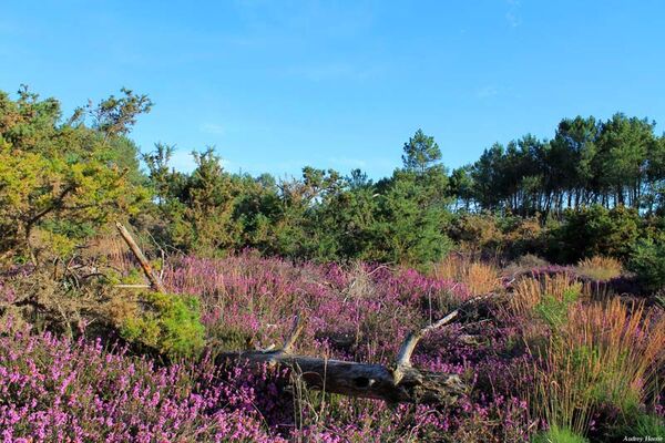 Réserve naturelle régionale des Landes