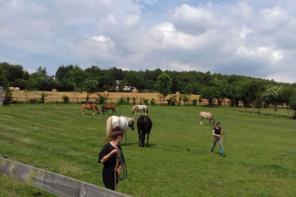 Les Chevaux du Vent - La Claie des Landes