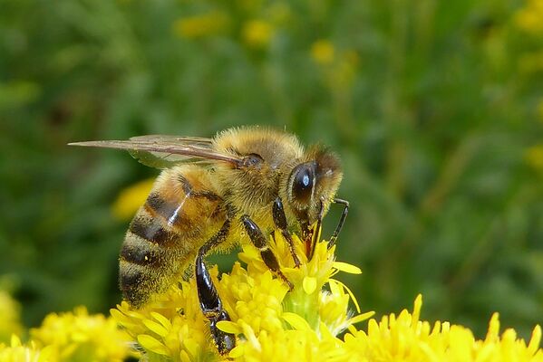 3 ROSTRENEN abeille pixabay
