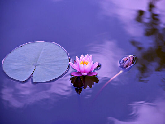 Meditation