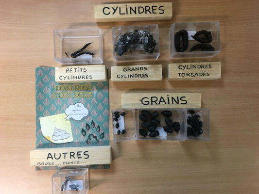Les crottes dans tous les états
