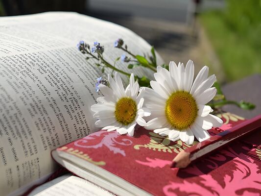 biblio merville 800x600