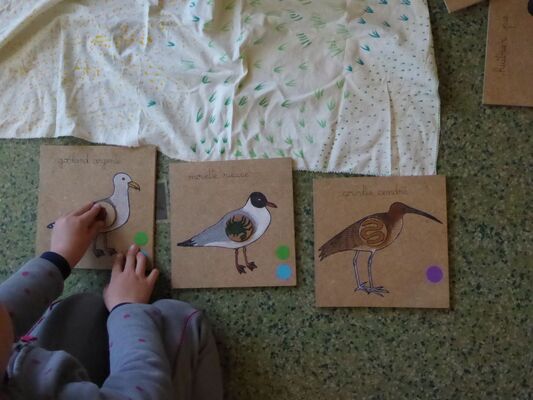Animation "Histoire d'Oiseaux"