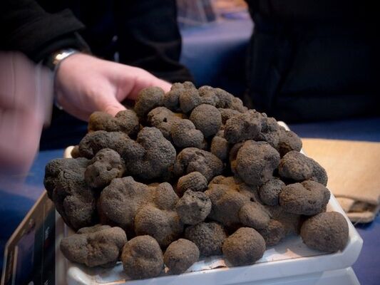 BARRRIERE TRUFFES (13)