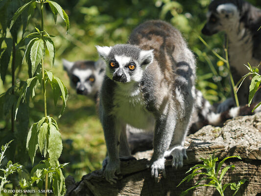 Maki-catta-Zoo-des-Sables---S