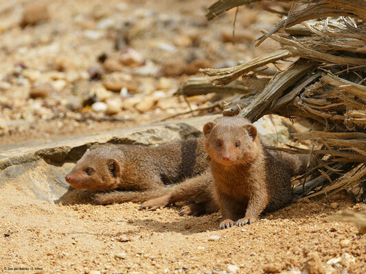 Mangouste-Zoo-des-Sables---S