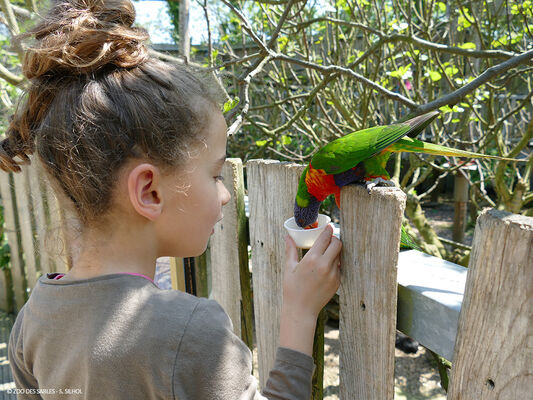 Nourissage-loriquet---Zoo-des-Sables---S
