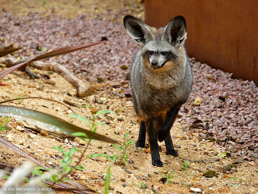 Otocyon---Zoo-des-Sables---S