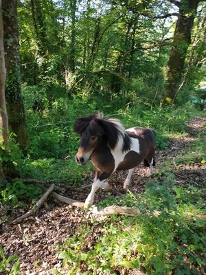 Baby-poney