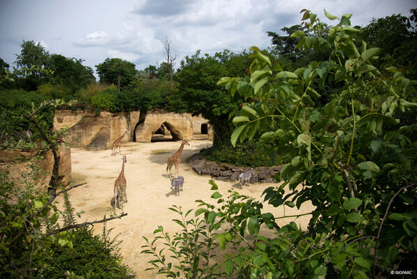 Camp-des-girafes---Bioparc-2
