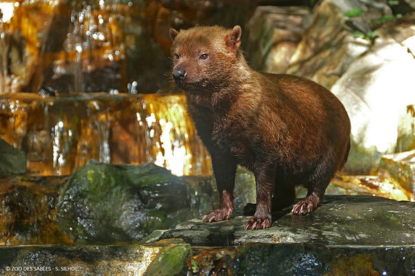 Chien-buisson---Zoo-des-Sables---S