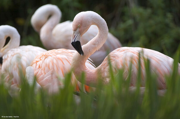 Flamant-Chili-Zoo-des-Sables---Paul-Eric