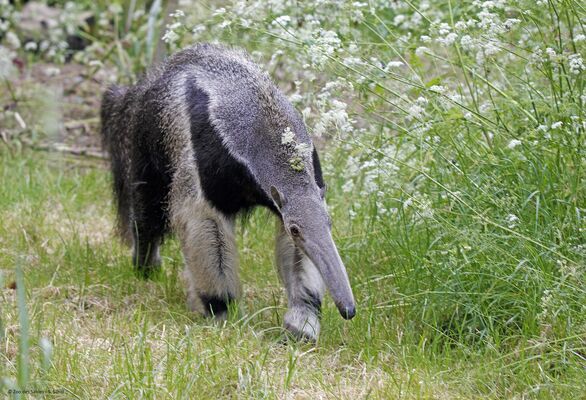 Fourmilier-Zoo-des-Sables---S