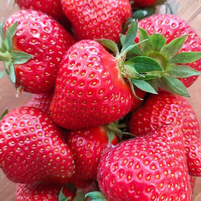 Fraises
