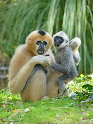 Gibbon-favoris-blancs---Zoo-des-Sables---S
