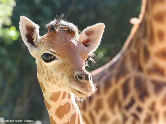 Girafe---Zoo-des-Sables--S