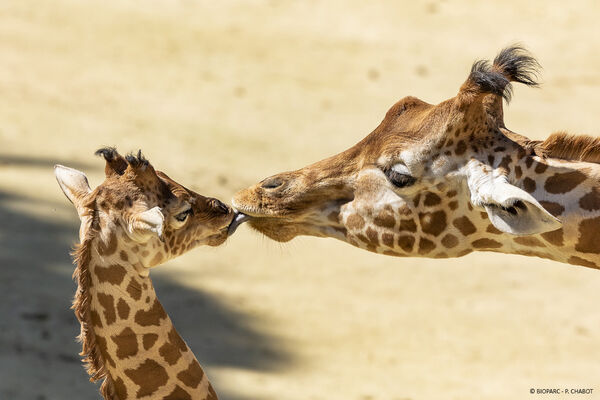 GIRAFE-155