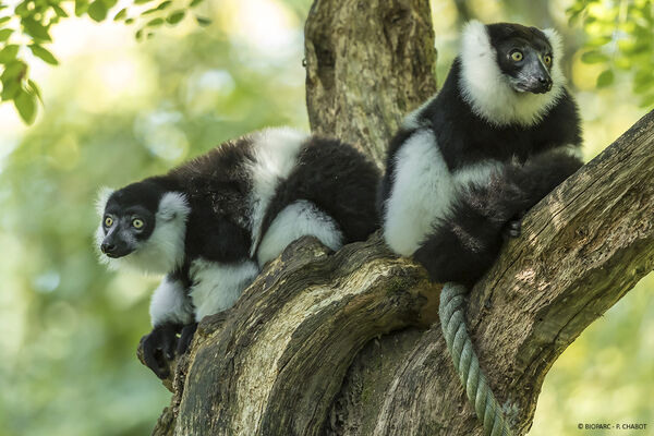 Lemuriens---Bioparc---P