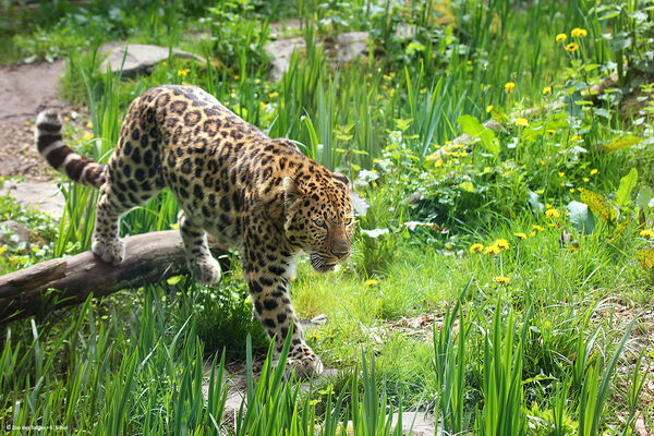 Panthere-Zoo-des-Sables---S