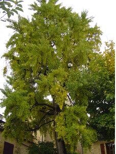 Photo arbre