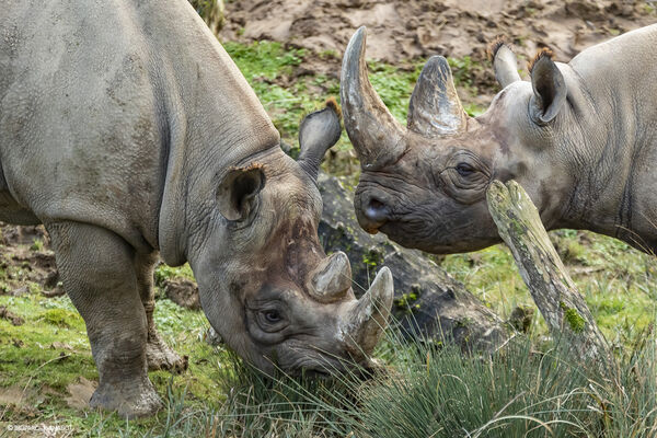 RHINOCEROS NOIR-149