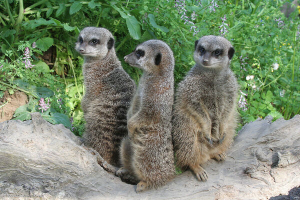 Suricates---Zoo-des-Sables---S