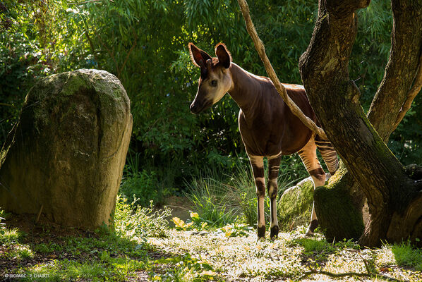 Sanctuaire-des-okapis---Bioparc