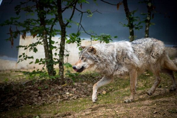 Thonac_Le Thot_Loups©Dan Courtice