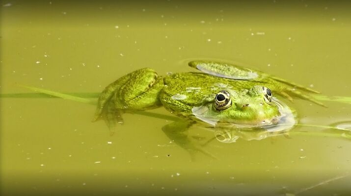moncoutant-chambre-dhotes-domaine-de-letang-grenouille