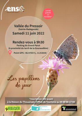 papillons-5