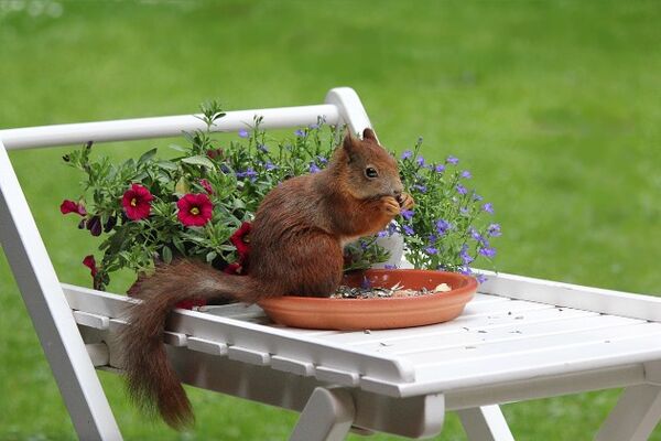 repas-de-printemps-sagelat