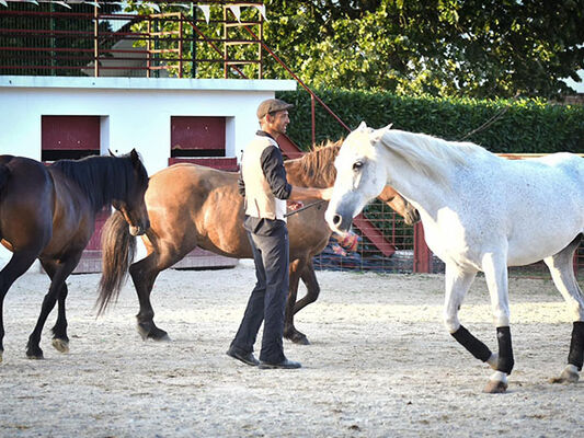 spectacle-equestre