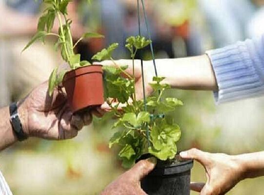 troc-plantes-3