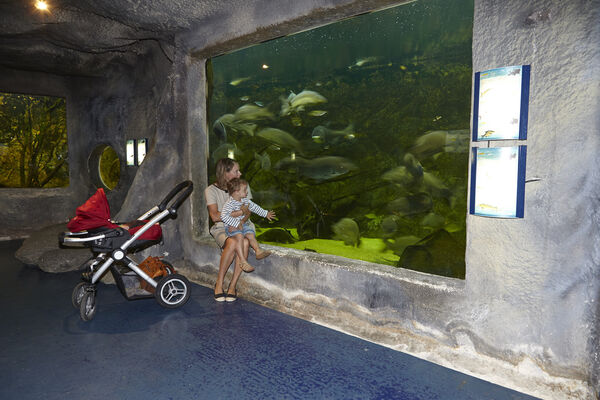 L'aquarium
