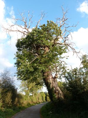 200619-montigny-balade-bocage