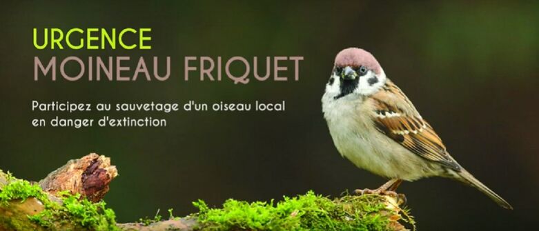 200704-urgence-moineau-friquet-claudie-stenger