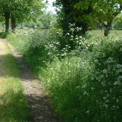 chiche-bois-chausserais-rando-pedestre.jpg_1