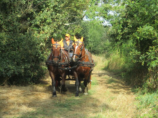 ecurie-saint-nicolas-attelage-balade-equestre-0761.JPG_1