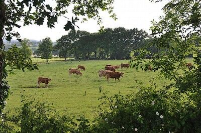 St Amand sur Sèvre-le petit Puy Loup-vaches.jpg_13