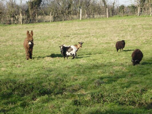clesse-gite-puy-fleury-animaux.jpg_11
