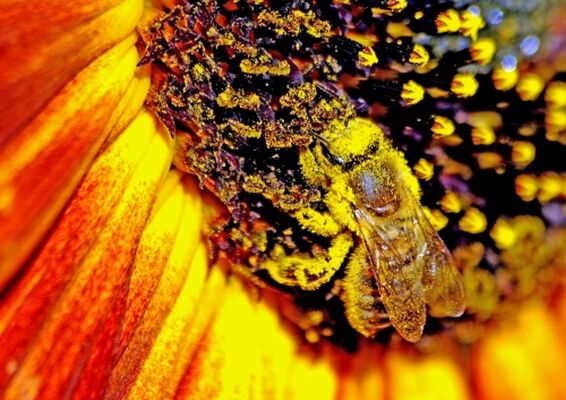 Ouvriere-d-Abeille-domestique-couverte-de-grains-de-pollen-de-fleur-de-Tournesol