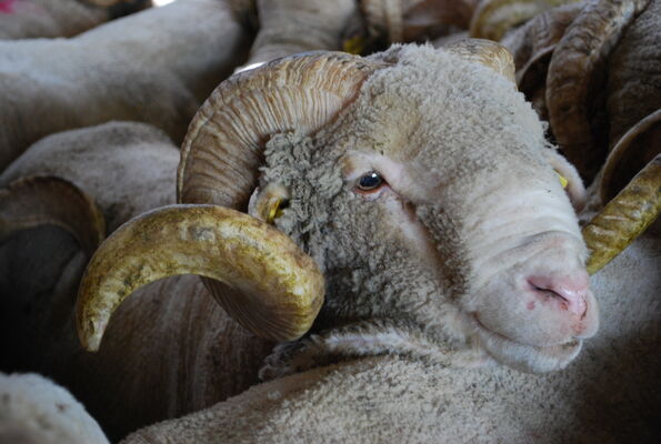 Bergerie Nationale Merinos