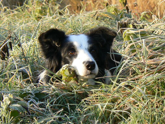 Bergerie Nationale chien