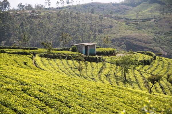 Plantation de café - Brûlerie Chartraine