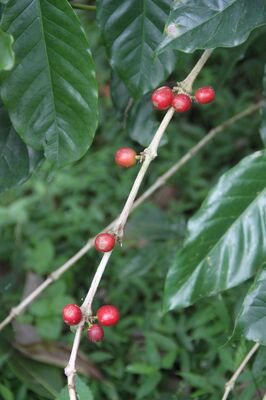 Café Brûlerie Chartraine