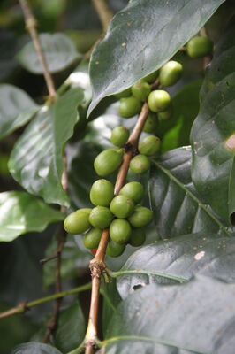 Café Brûlerie Chartraine