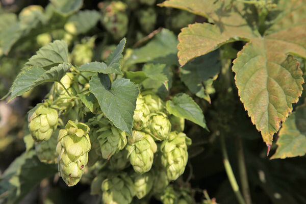 Microbrasserie de Chandres