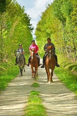 Equitation